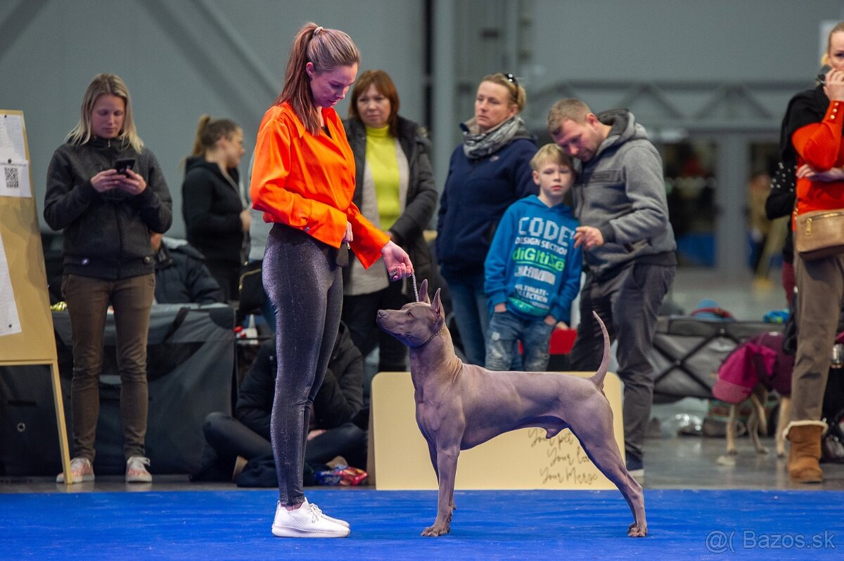 Thajský ridgeback - šteniatka - 5