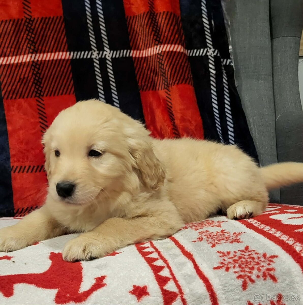 Šteniatka zlatý retriever - 5