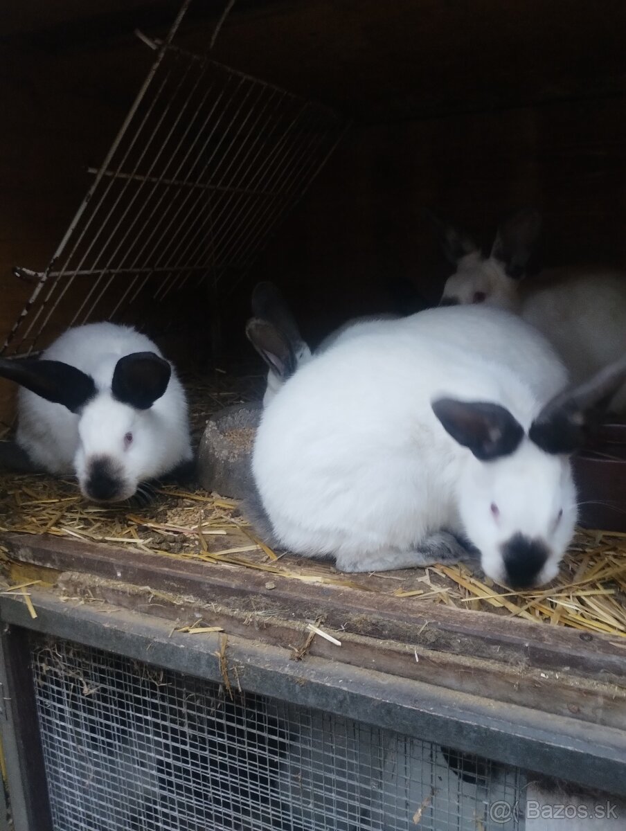 Kalifornsky kralik - 5