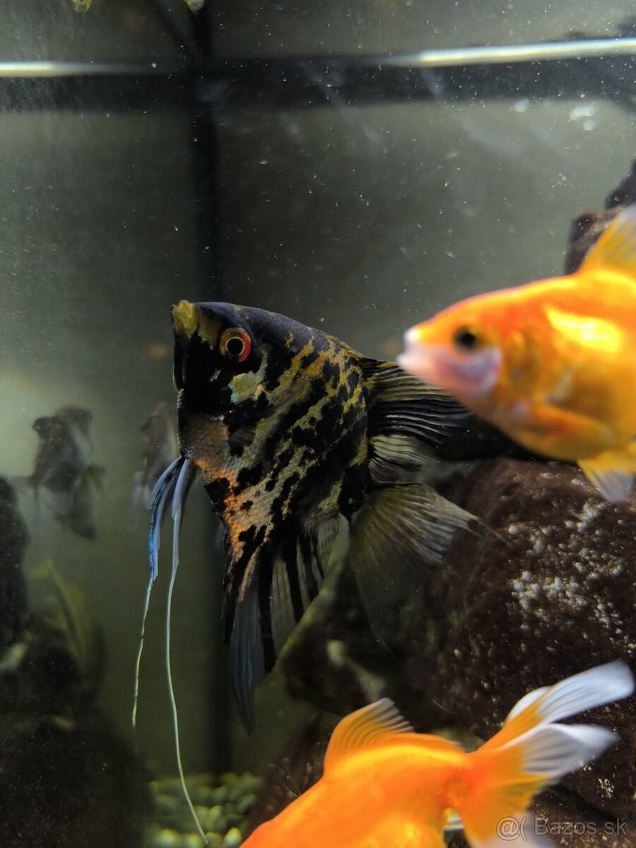 Skalár, zavojnatka, tetra, mrenka... - 5