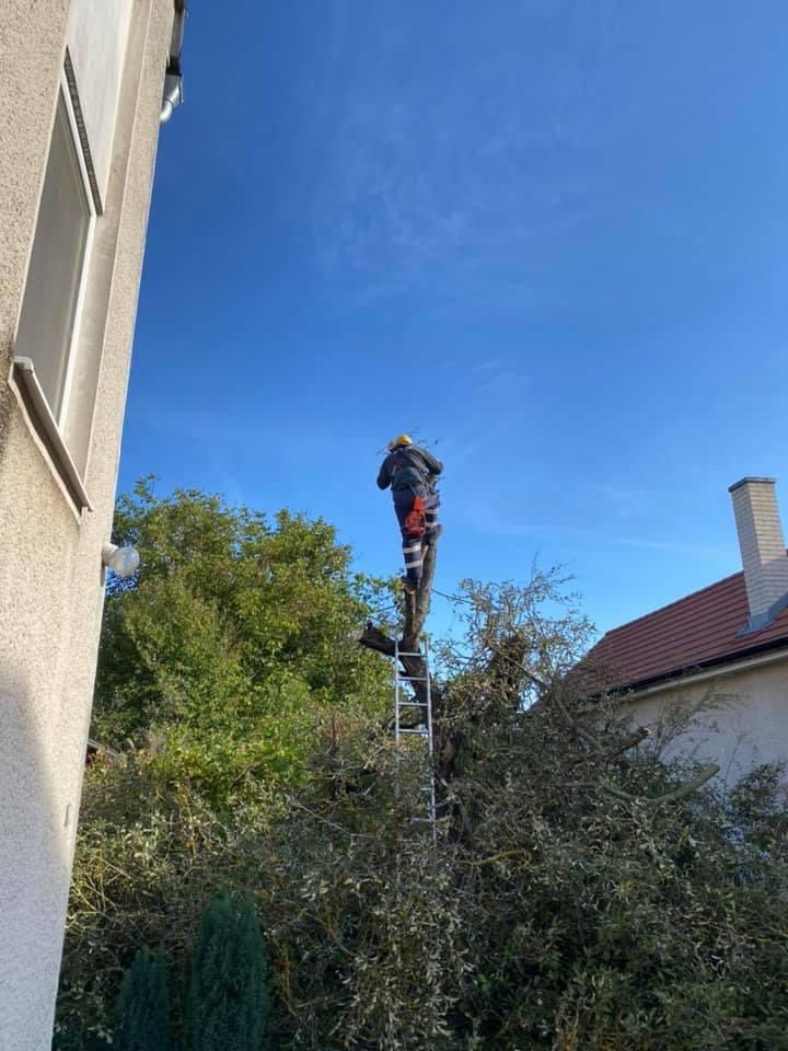 Pílenie a orez stromov - 5