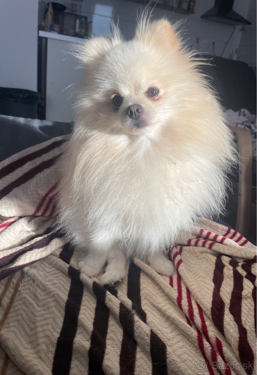 Predám Pomeranian - 5