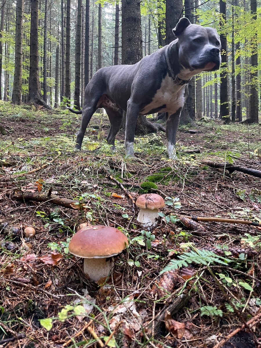Americký staford - 5