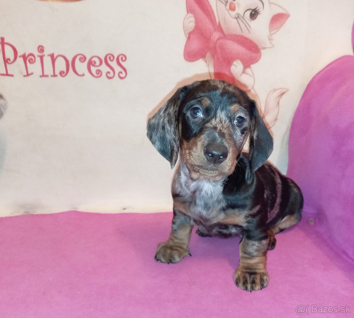 Jazvečík trpasličì merle - 5