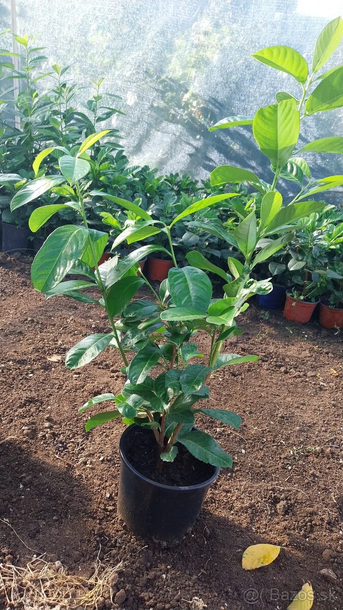 Vavrinovec lekarsky - 5