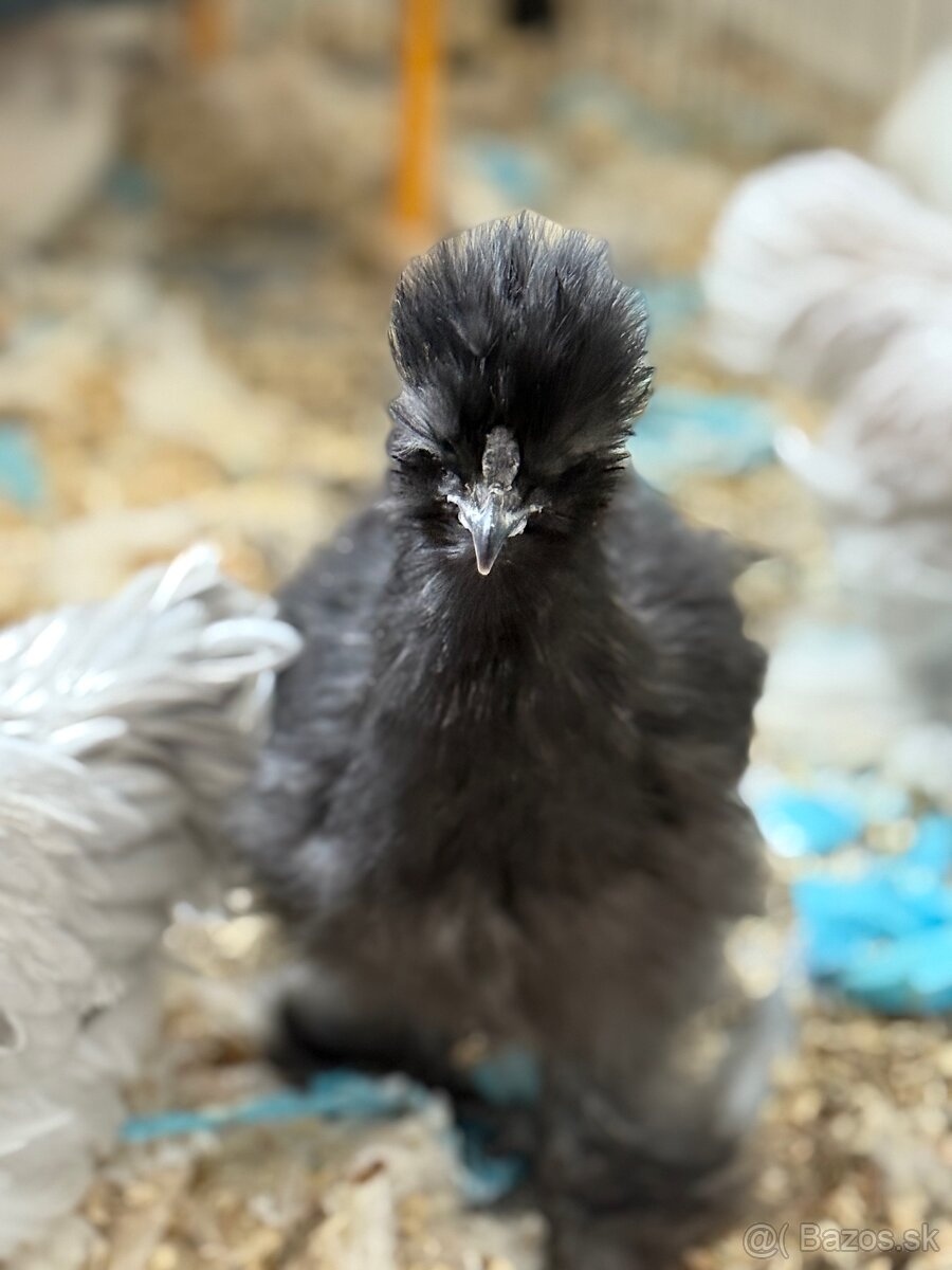 Predám hodvábničky USA - 5