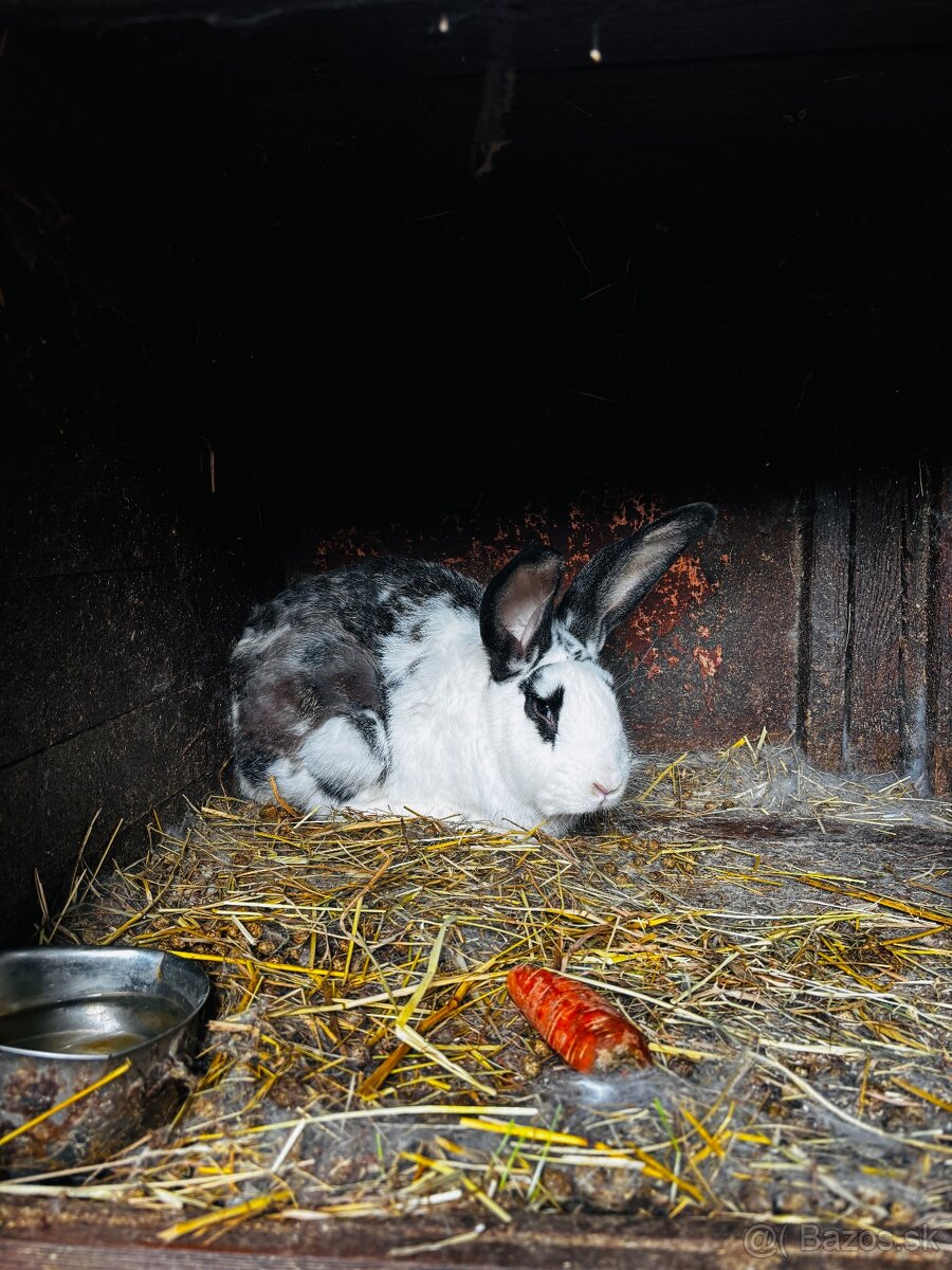 Zajace - 5
