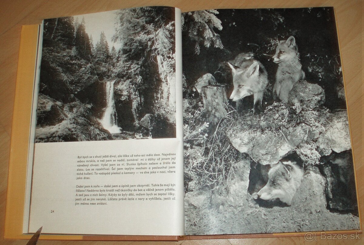 Povídání s liškou - 5
