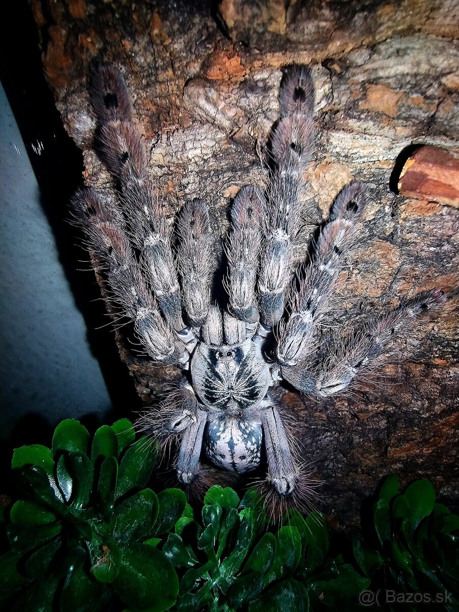 Pavúk, Vtáčkar , Tarantula , Heteroscodra maculata - 5