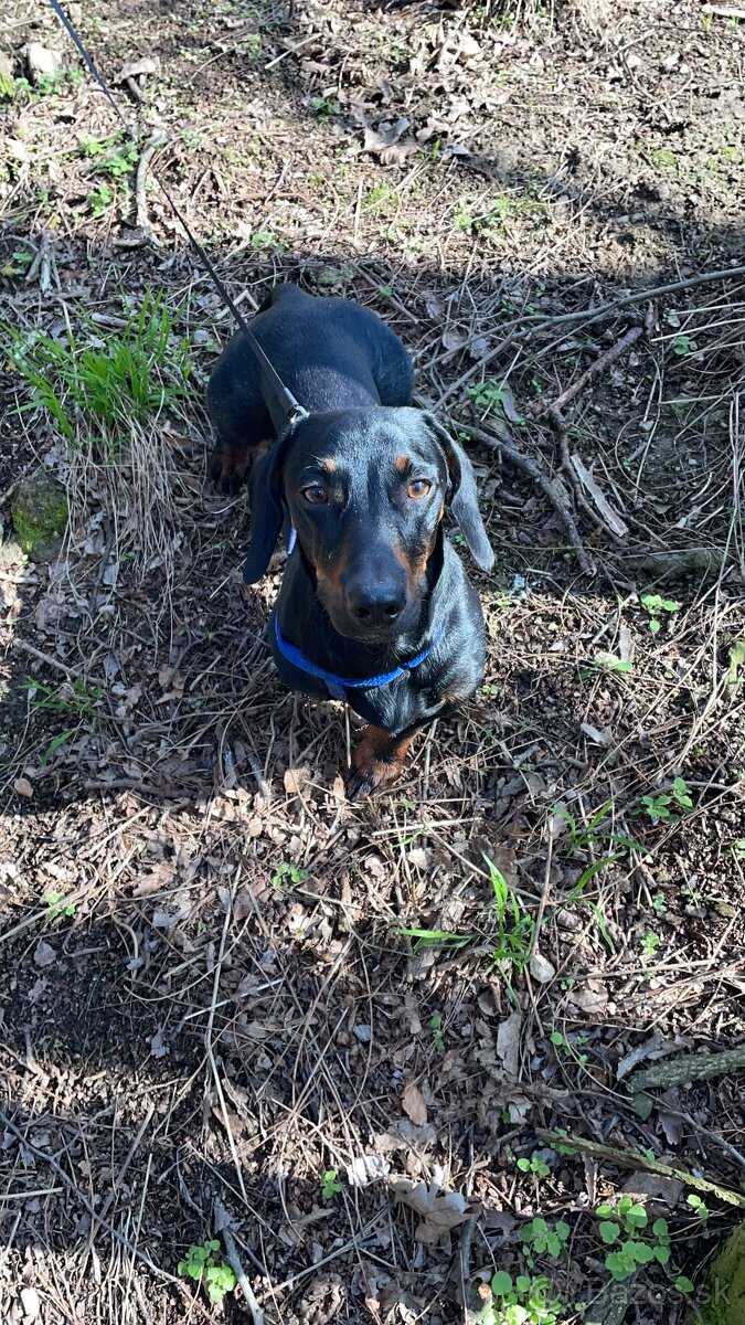 Ponúkame nádherného jazvečíka na krytie - 5