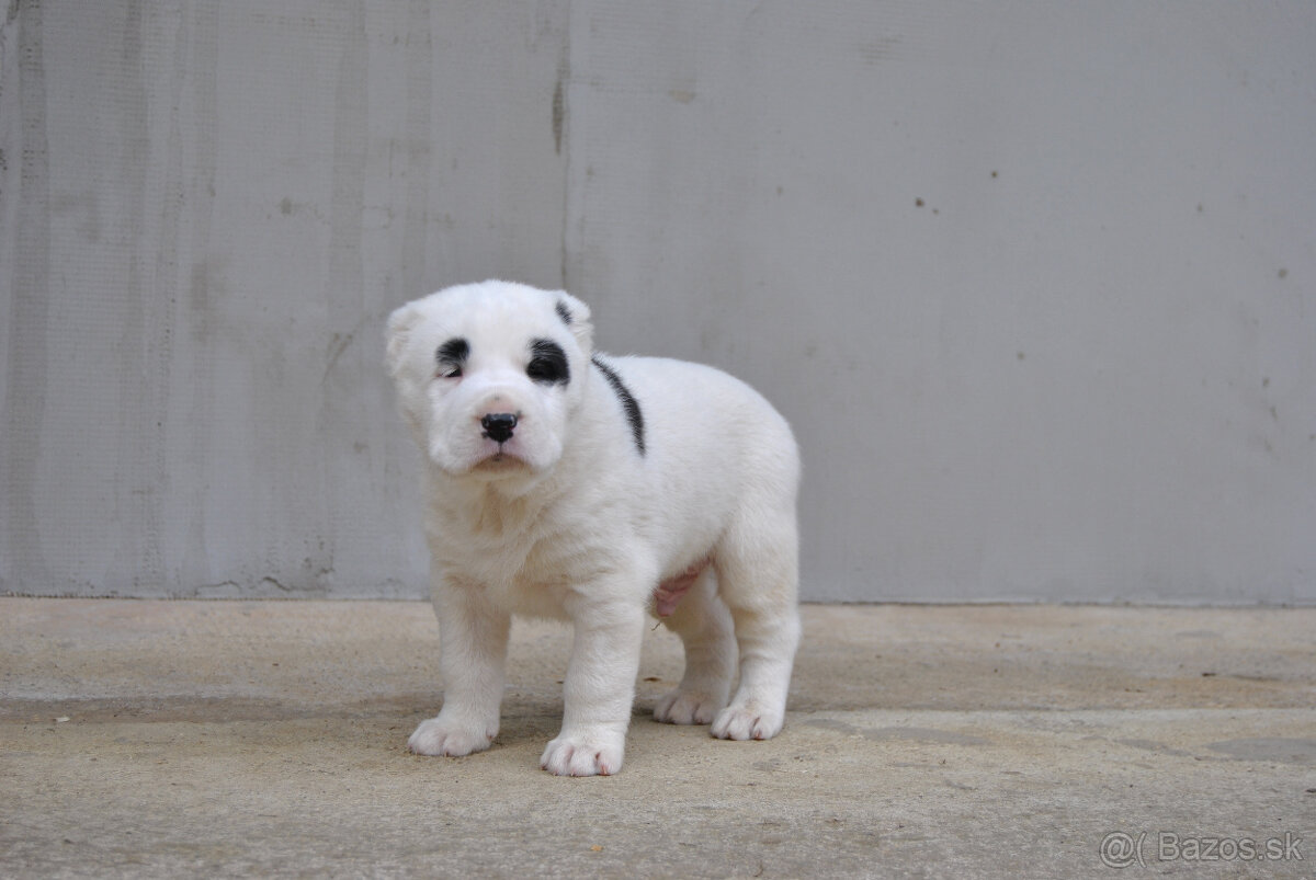 Stredoázijský ovčiak SAO s PP - 5