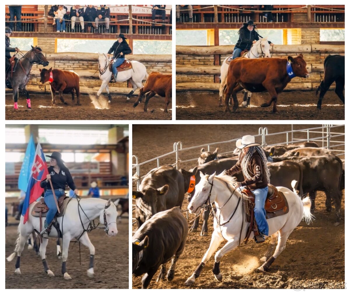 Pripúšťanie cremello Quarter Horse žrebcom - EARLY BOOKING - 5