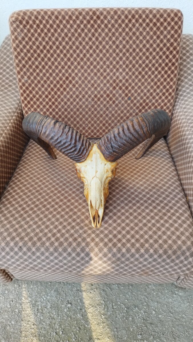 Predám trofej muflona parožie zhody trofeje - 5