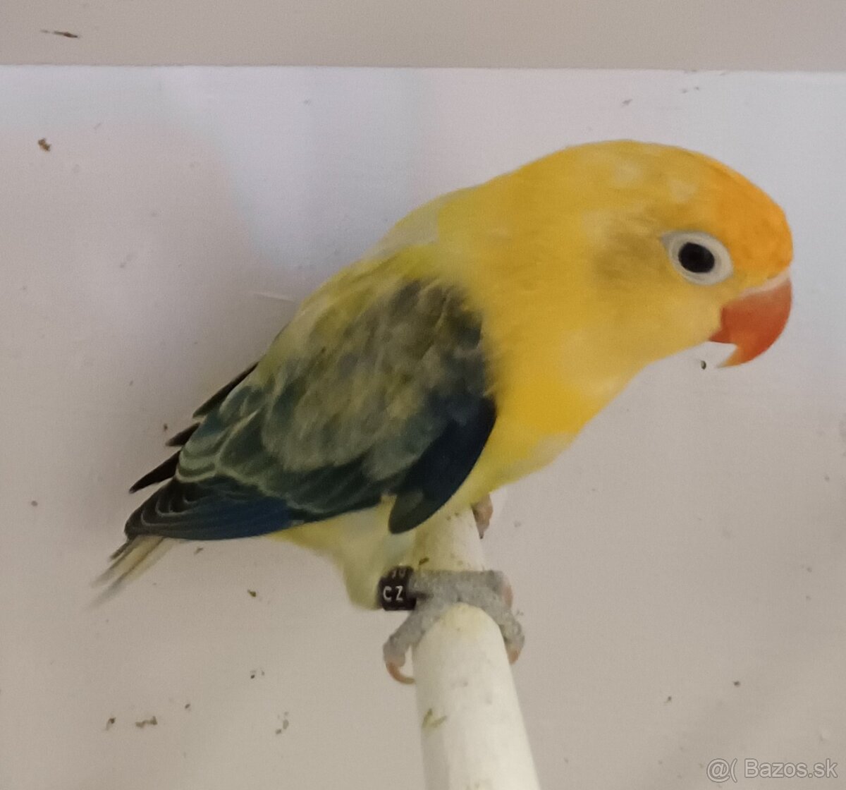 Prodám agapornise. - 5