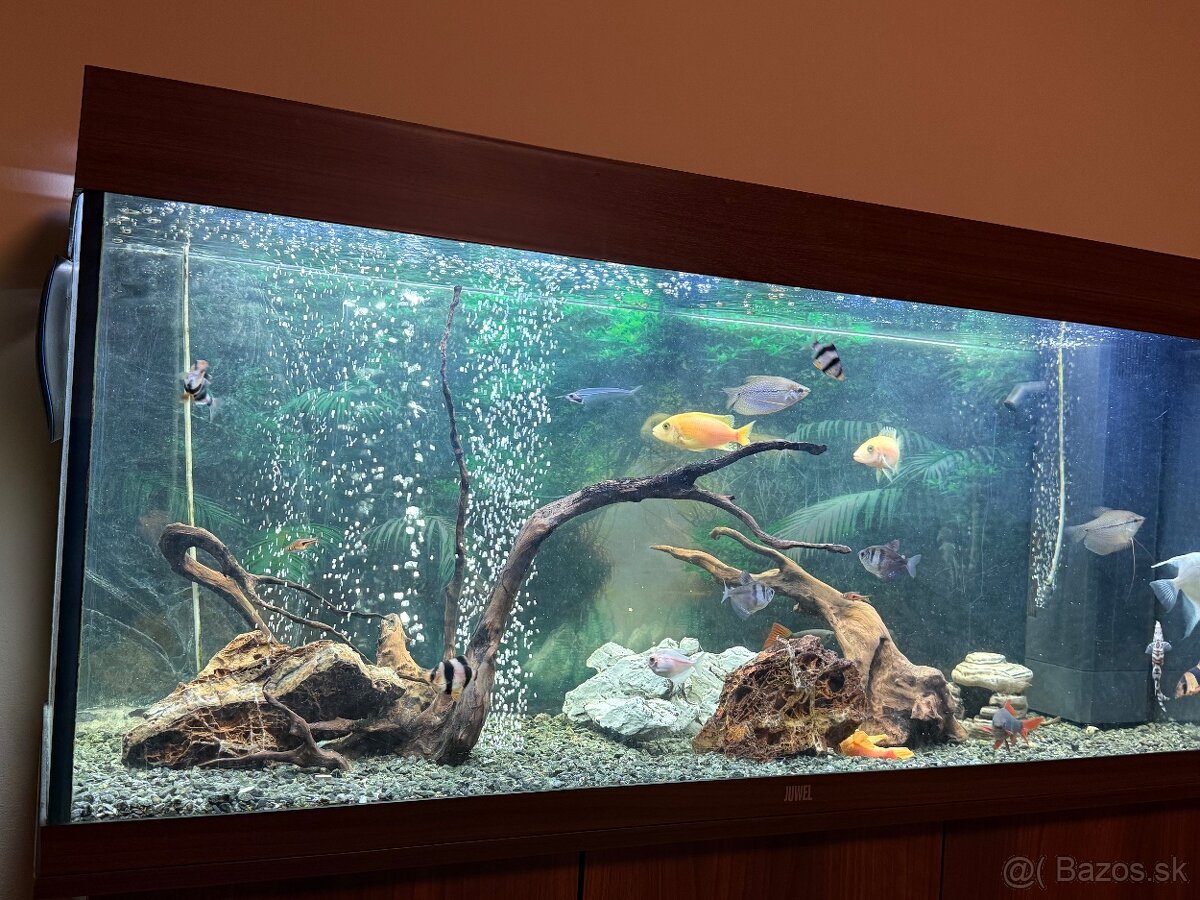 Predám akvarium Juwel RIO 240 - 5
