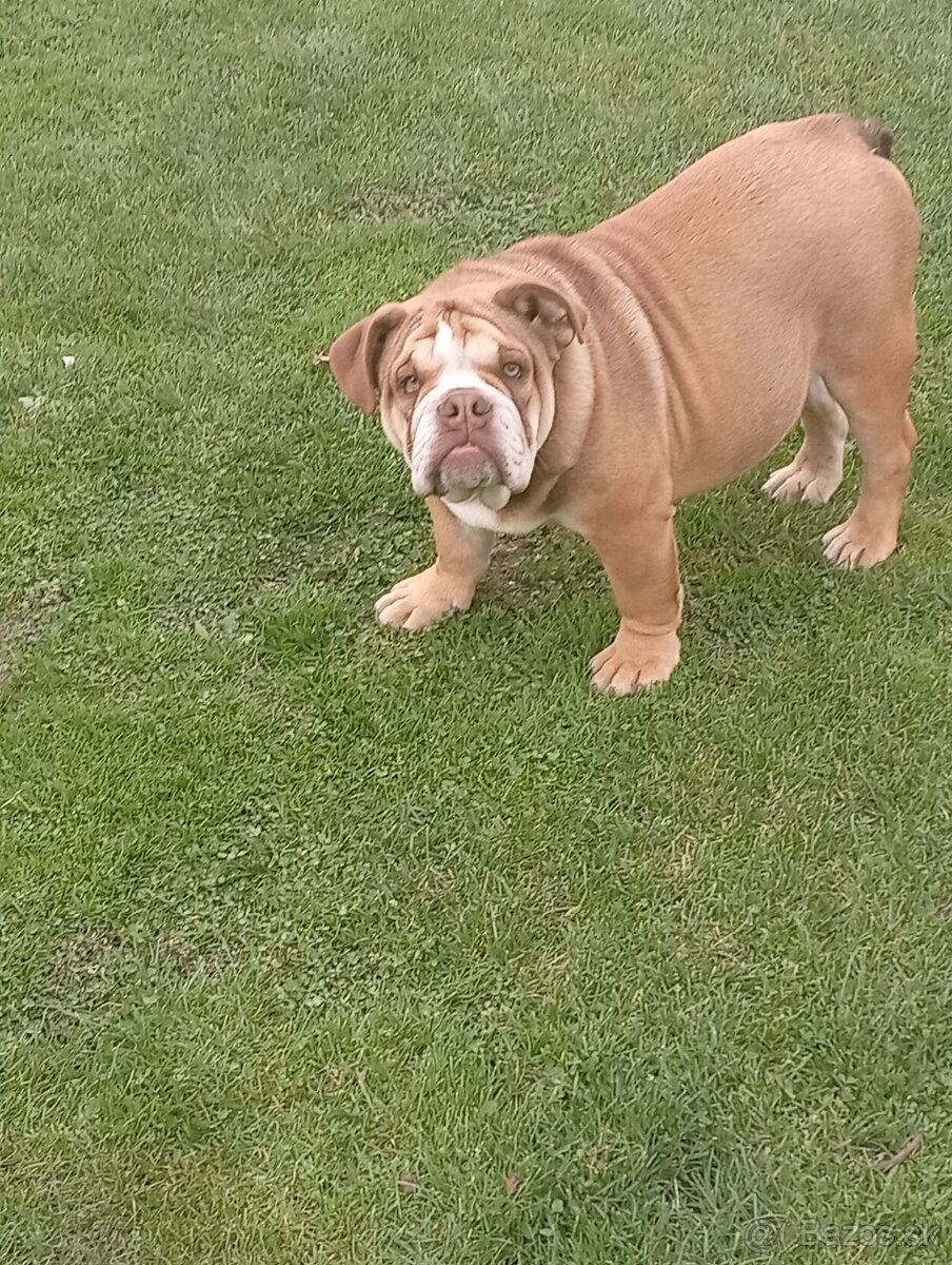 Anglicky buldog - 5