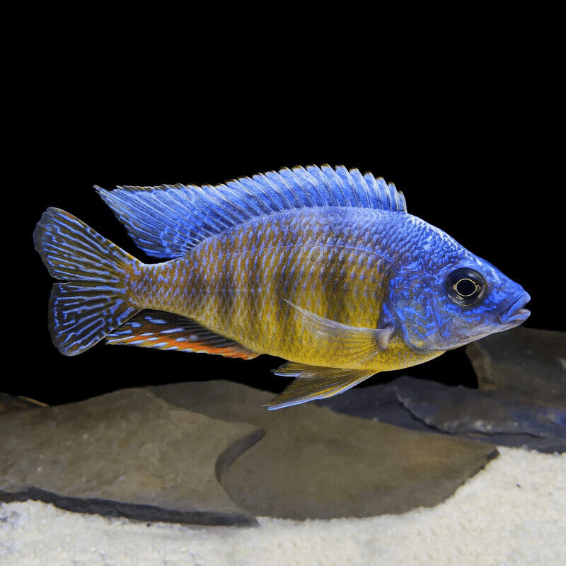 Placidochromis ,protomelas,aulonocara - 5