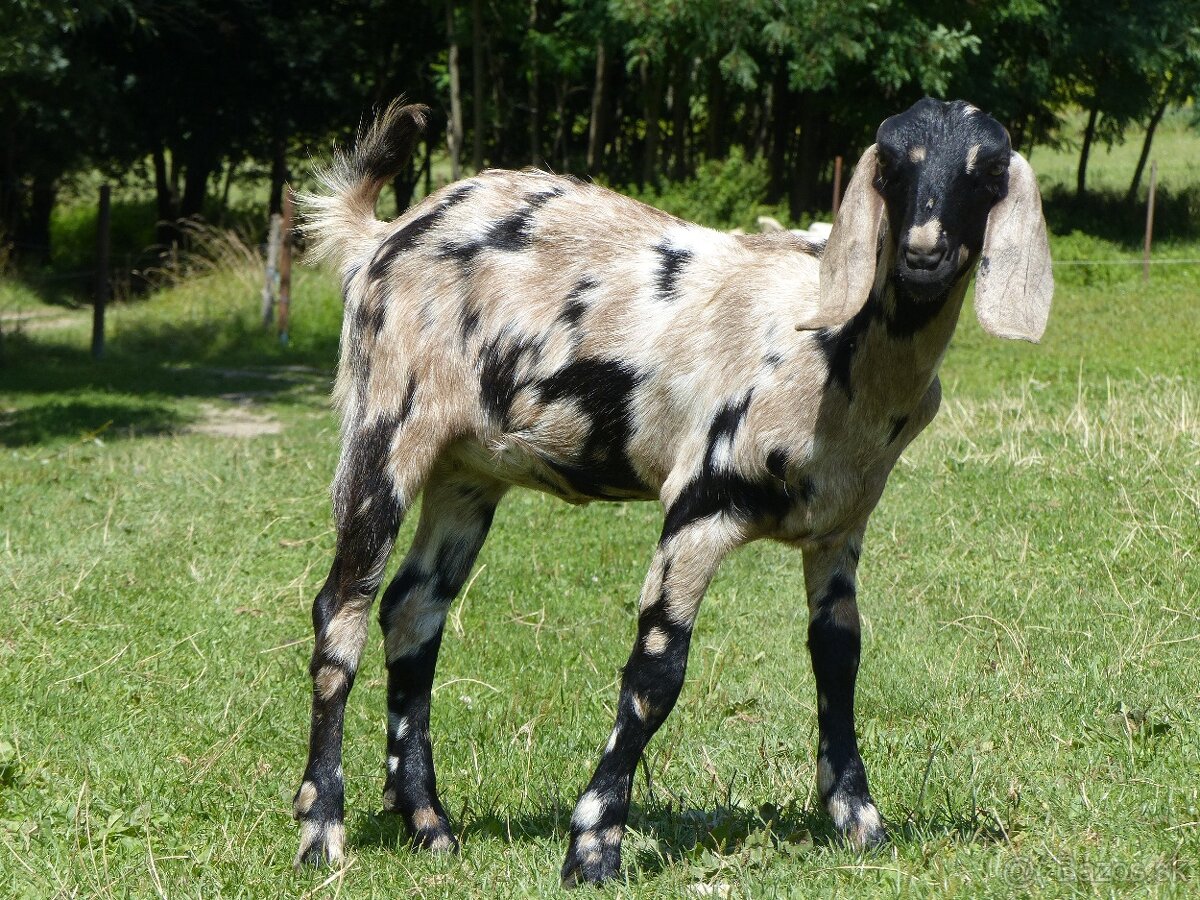 100 % anglonubijská kozička - 5