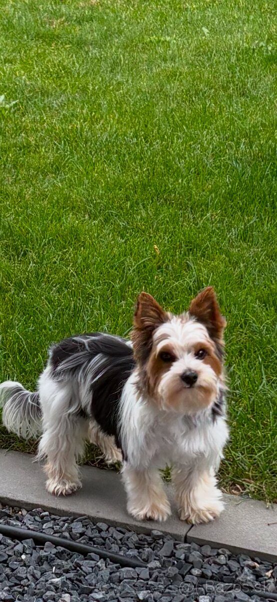 Biewer s PP krytie - 5