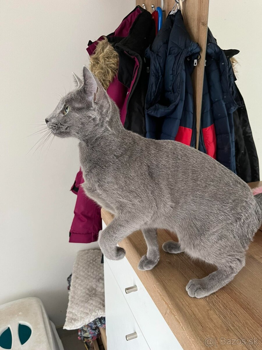 Ruská modrá mačka - 5