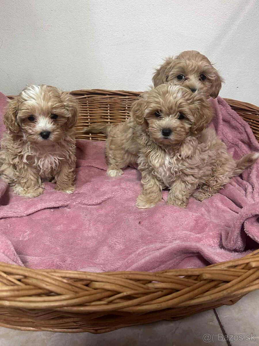 Maltipoo, pudel, pudlik, maltezak - 5