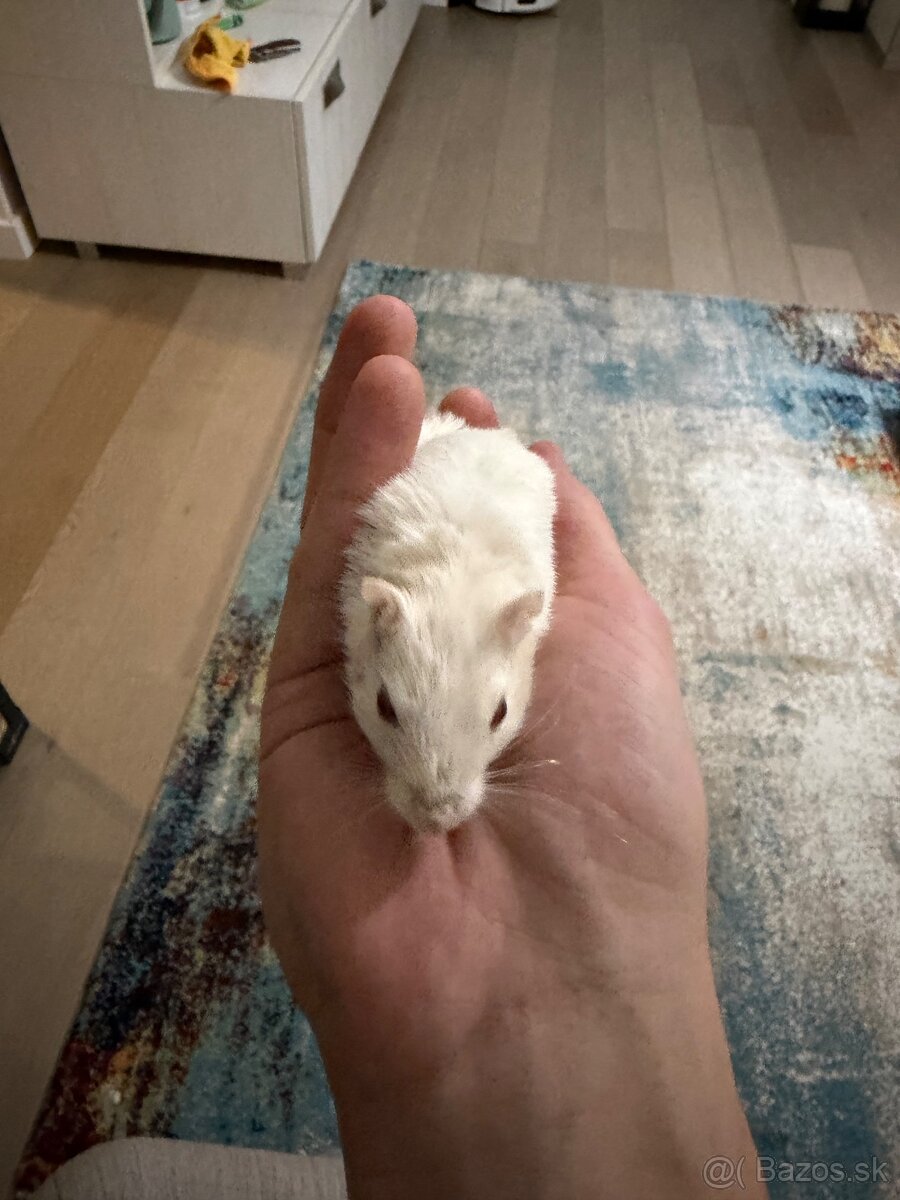 Darujeme pieskomila - 5