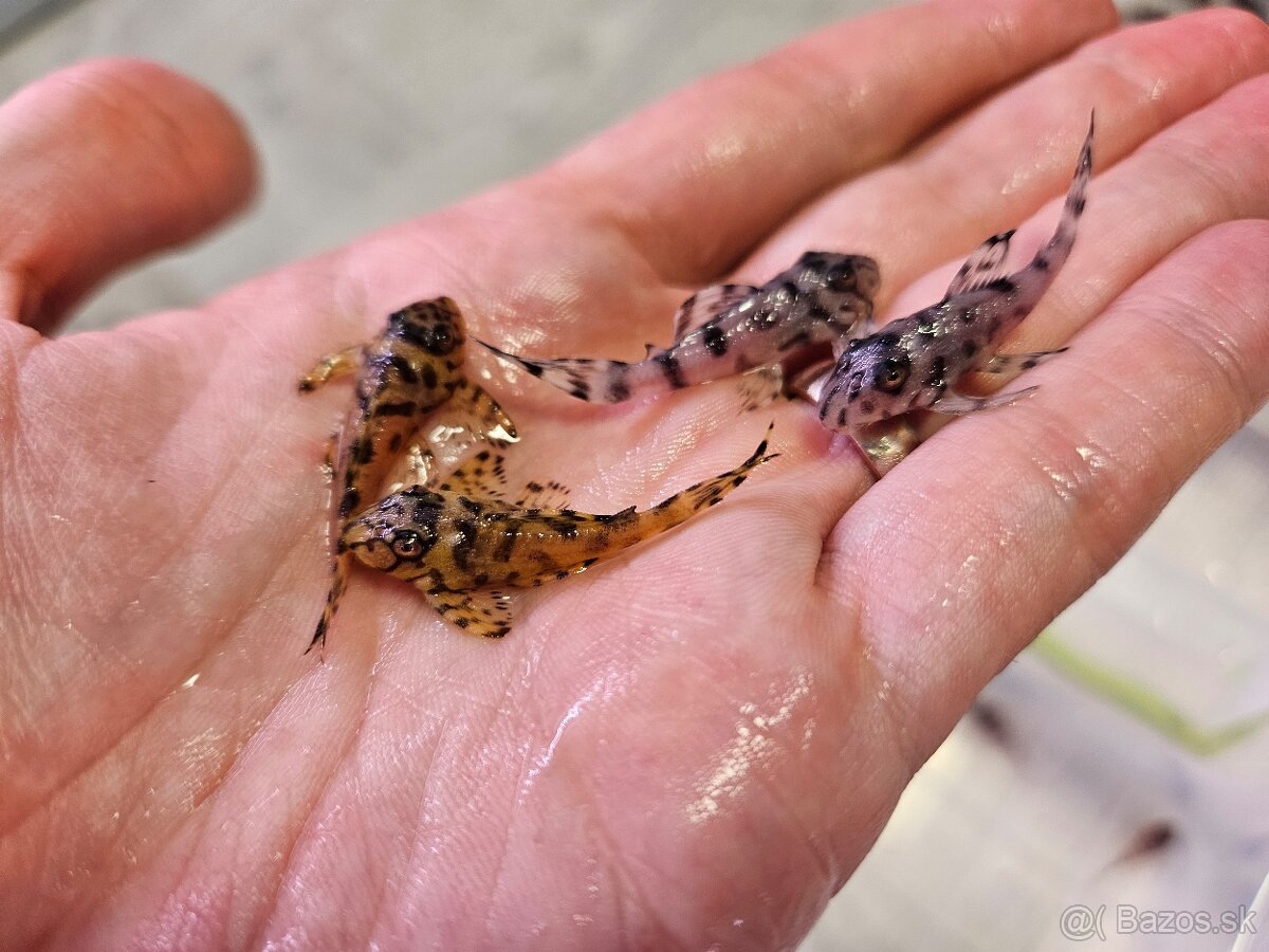 L 236 Super Yellow - odchov - 5