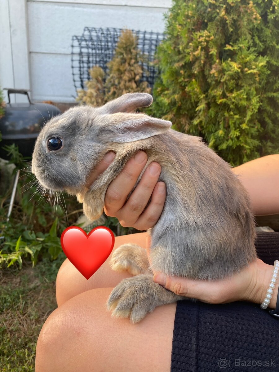 Pet zajacikovia - 5