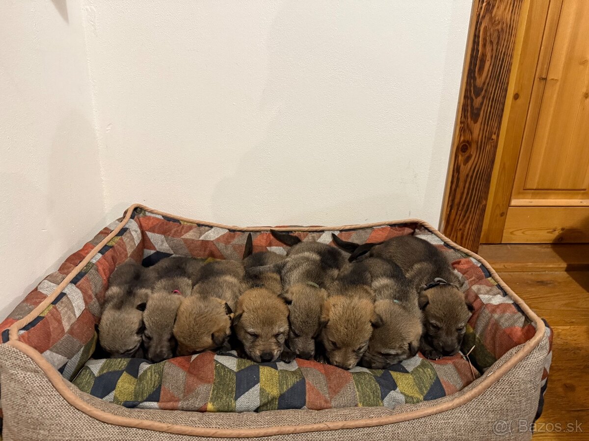 československý vlčiak s PP (FCI) - 5