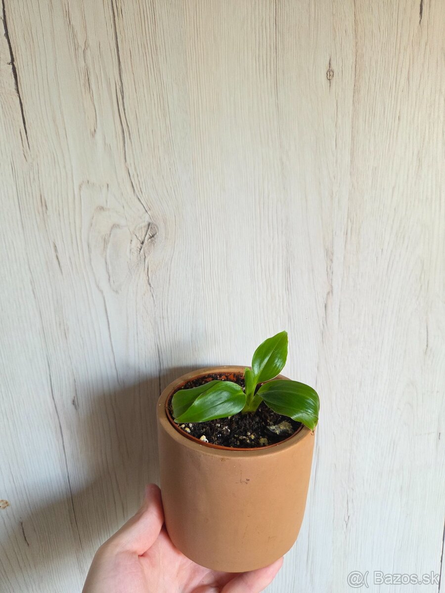 Rôzne izbové rastlinky - 5