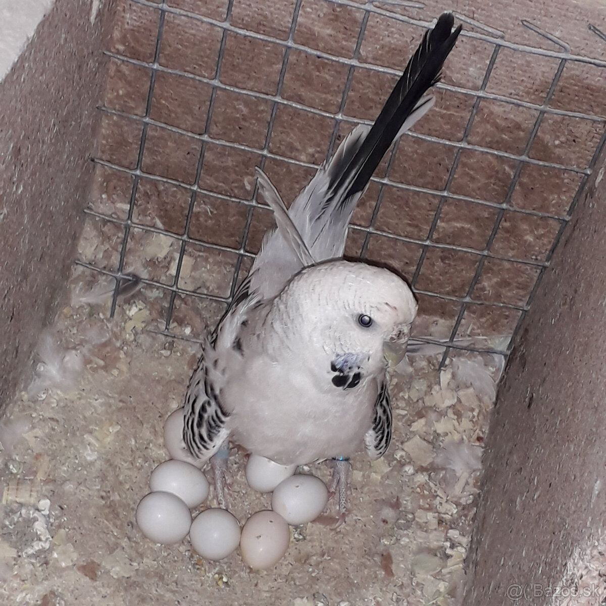 predám andulky a zebričky - 5