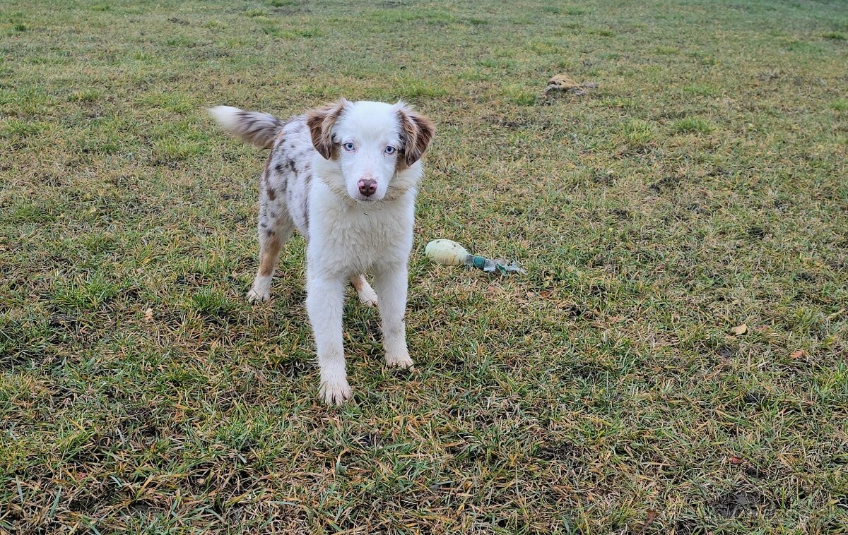 Miniatúrny americký ovčiak s PP- s rodokmeňom - 5