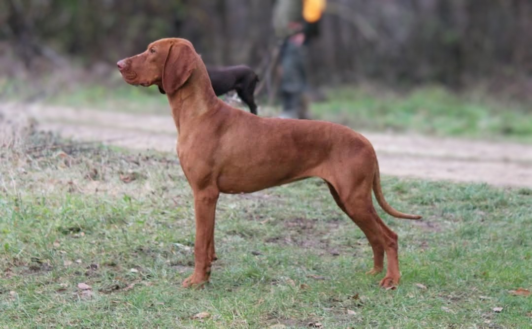 Maďarská vyžla - 5