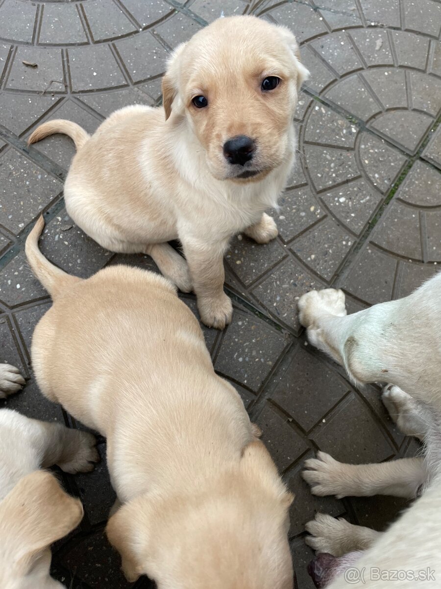 Labrador-retriver - 5