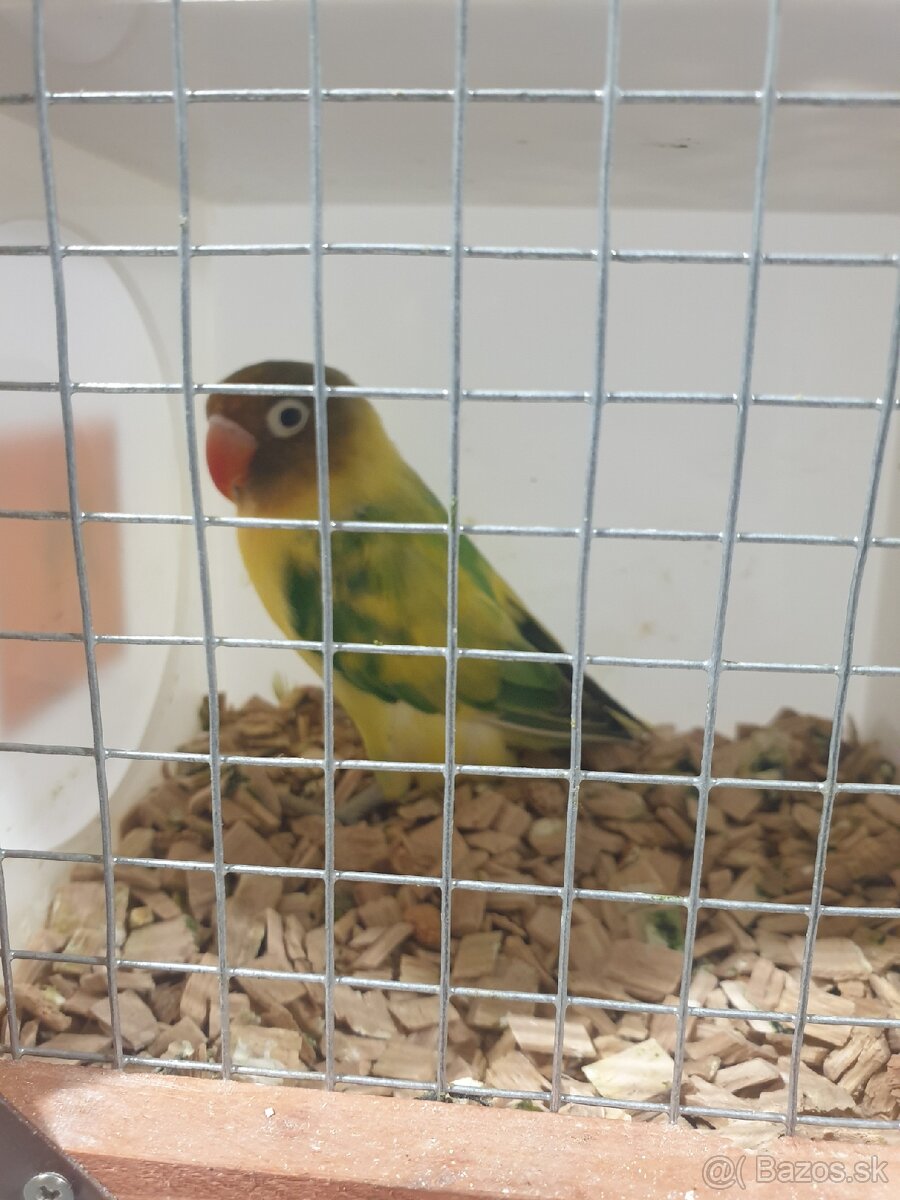 Agapornis škraboškový - 5