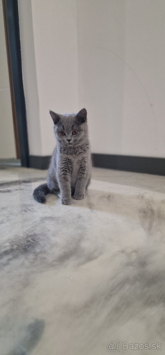 Britská mačiatka - 5