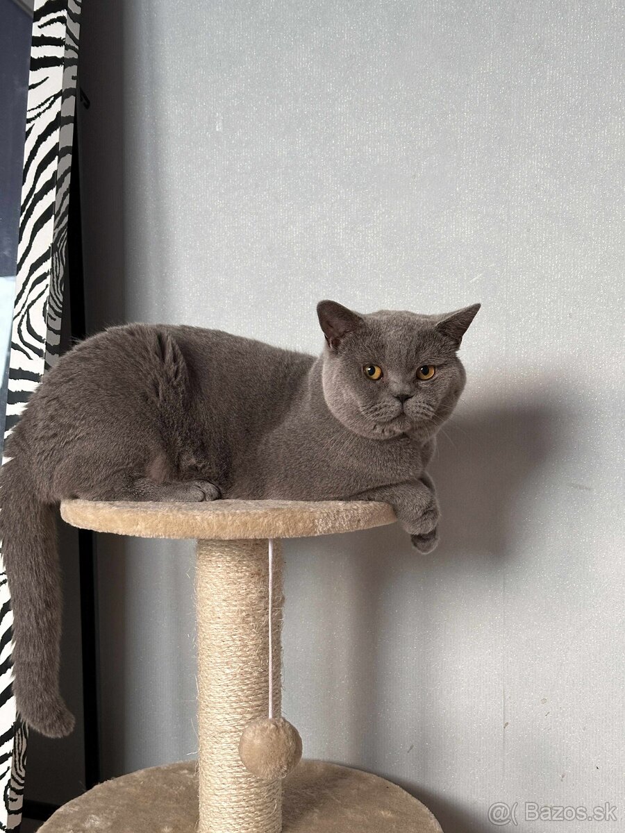 Britské mačiatka - 5