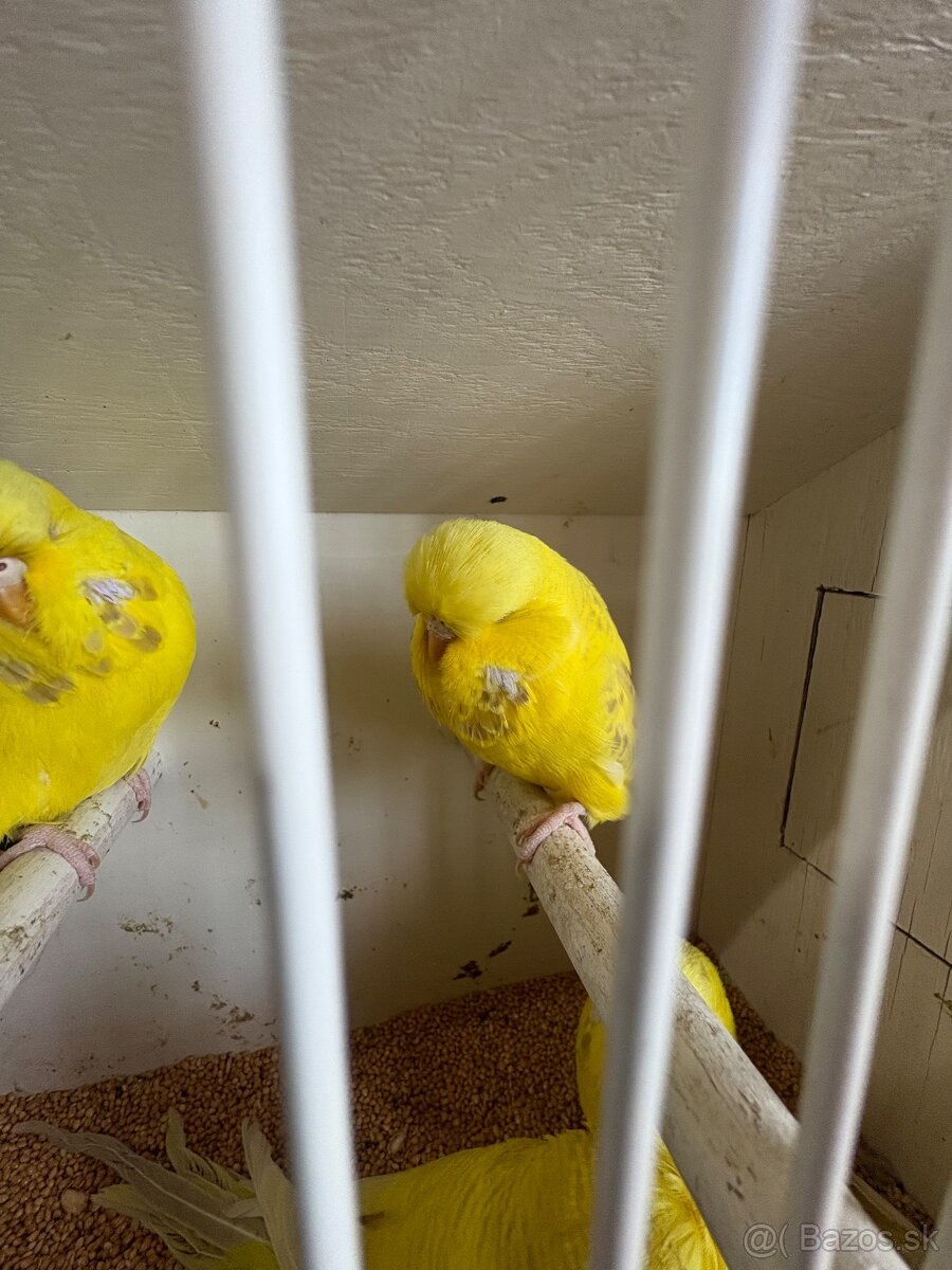 Výstavné andulky - 5