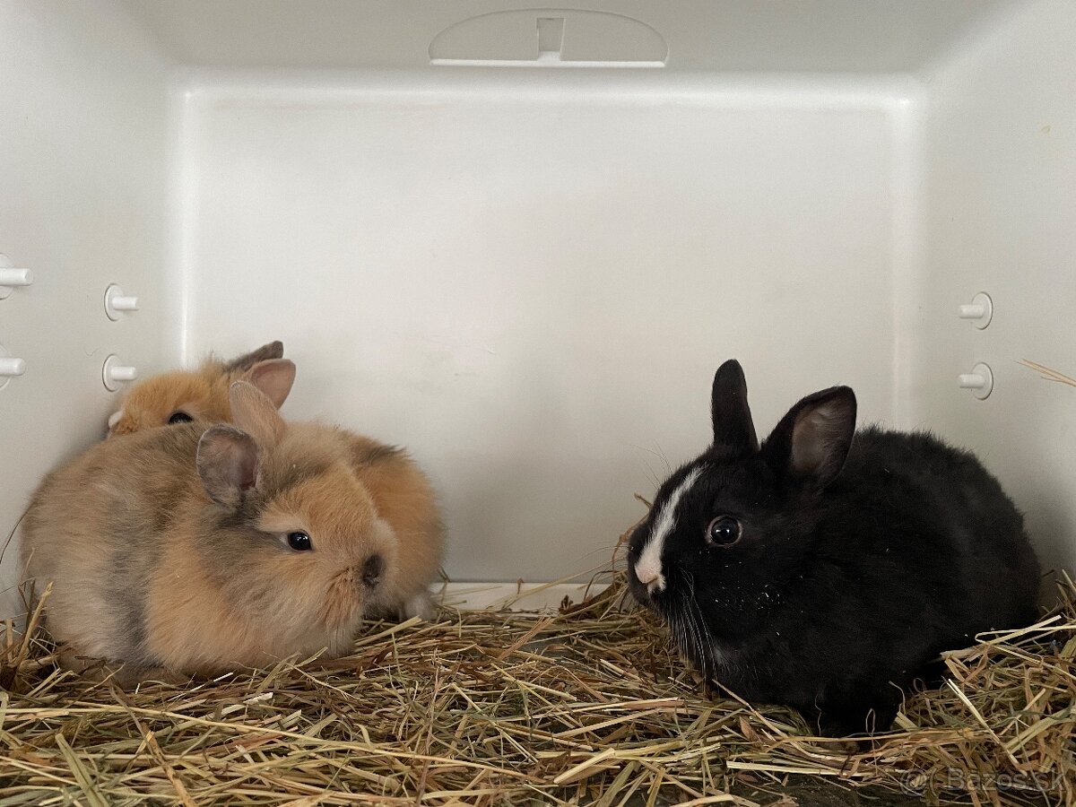 Izbove zajačiky - 5