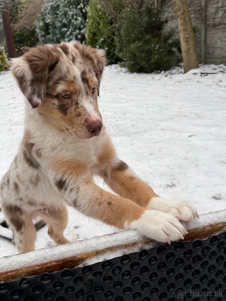 Australsky ovciak s PP - 5