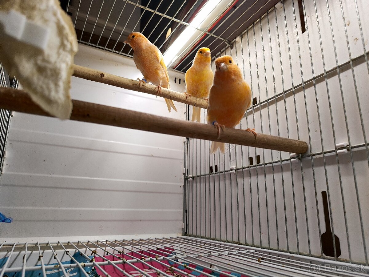 Predám kanarikov - 5