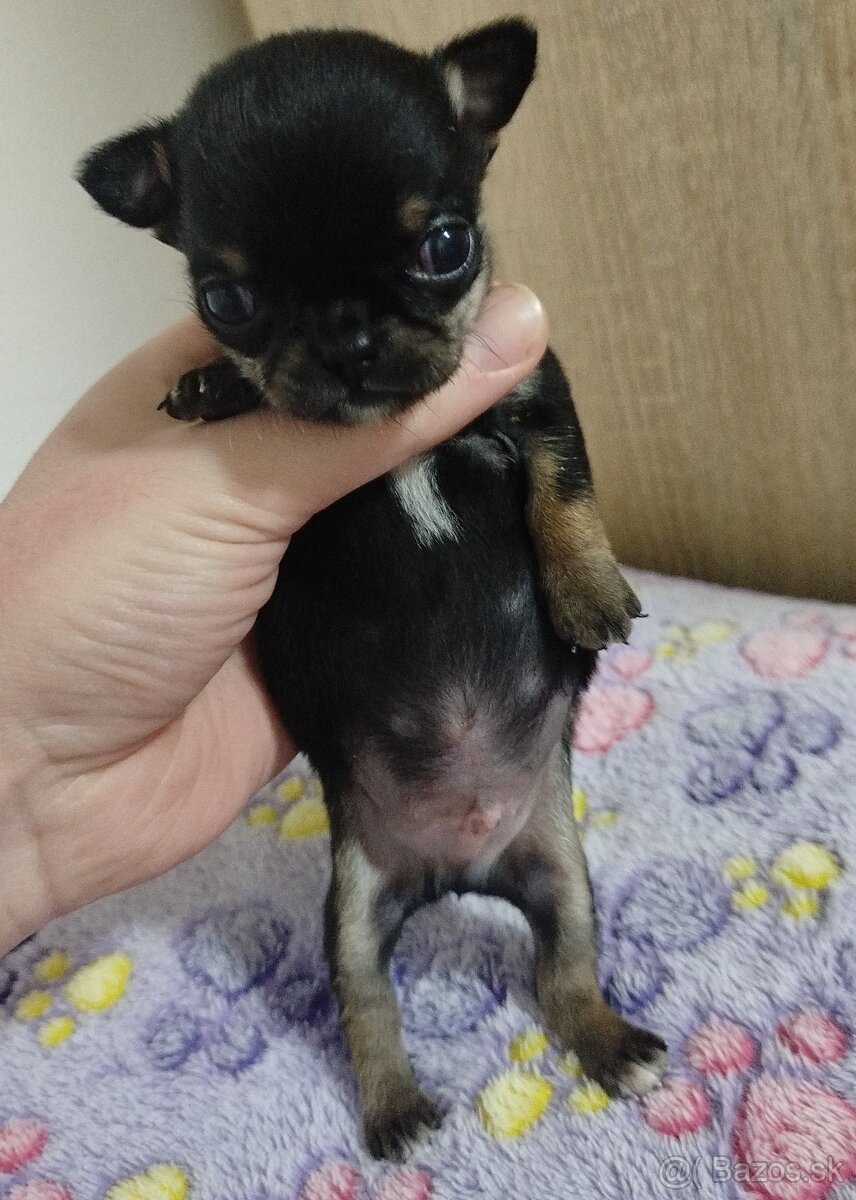 Čivava mini psík krátkosrsty - 5