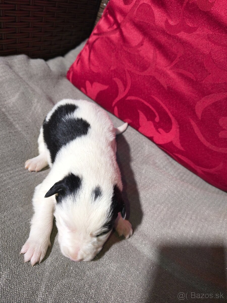 Borderská kolia - 5