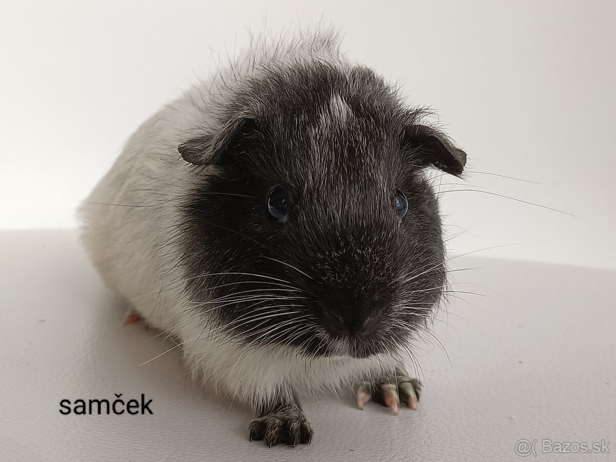 Morské prasiatka - 5