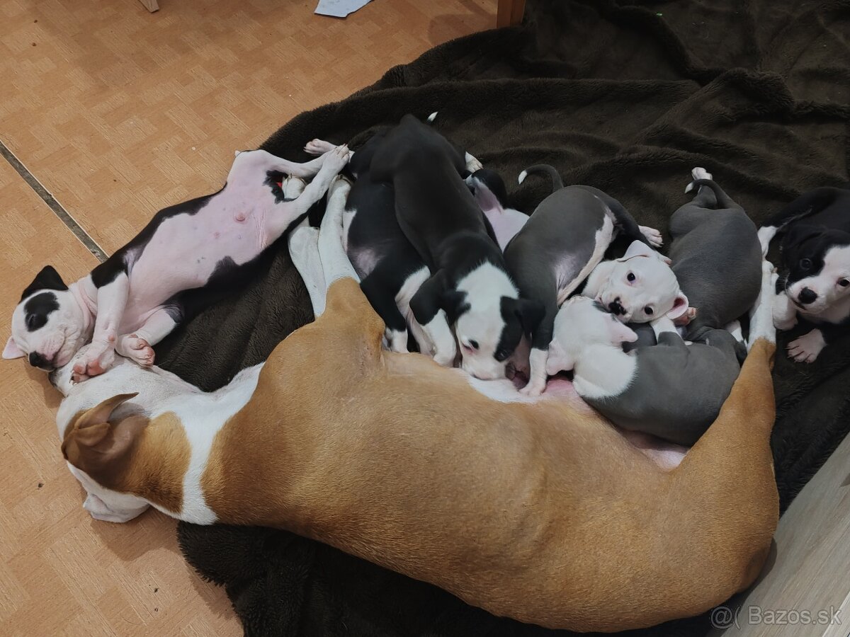 Americky stafford - 5