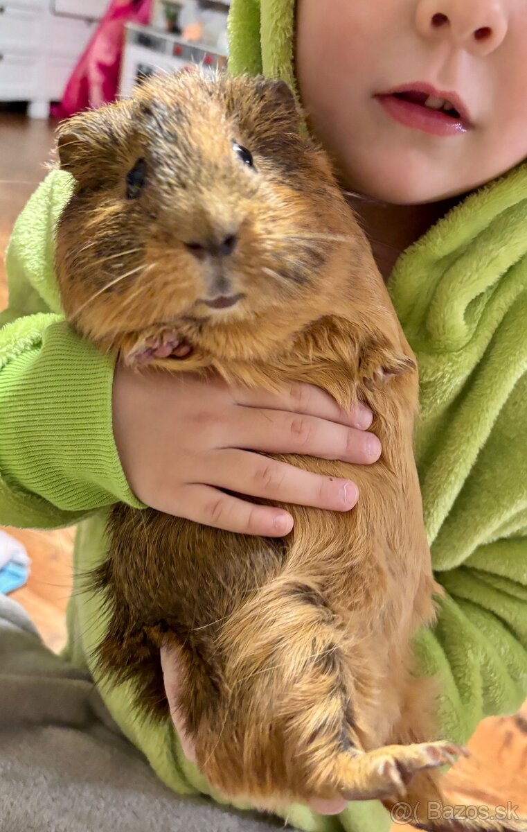 Morské prasiatko - 5