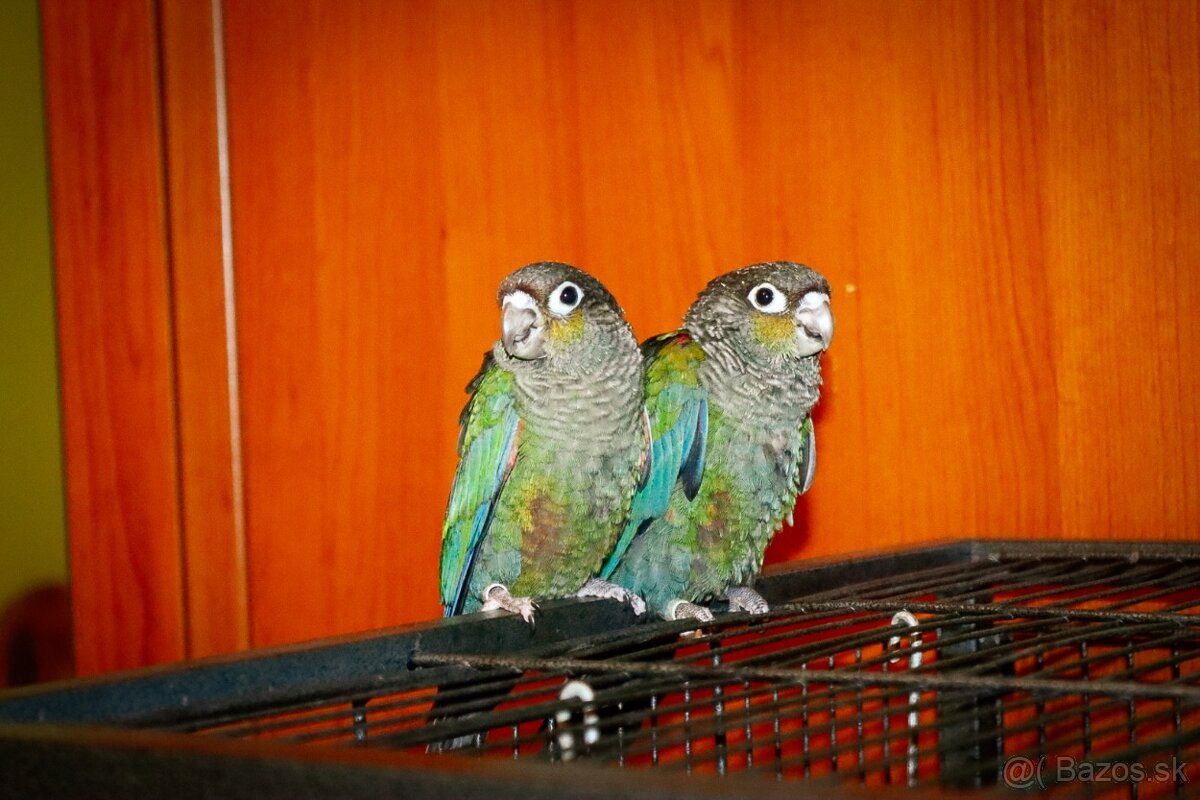 Pyrura perlata - ručný dokrm - 5