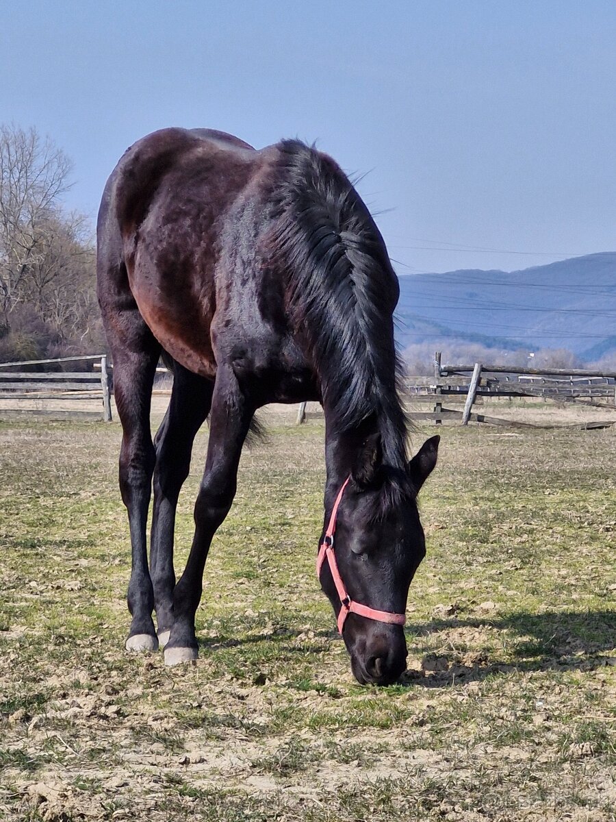 Appaloosa kobylka - 5