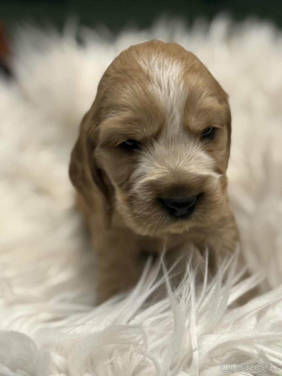 Anglický kokeršpaniel - 5