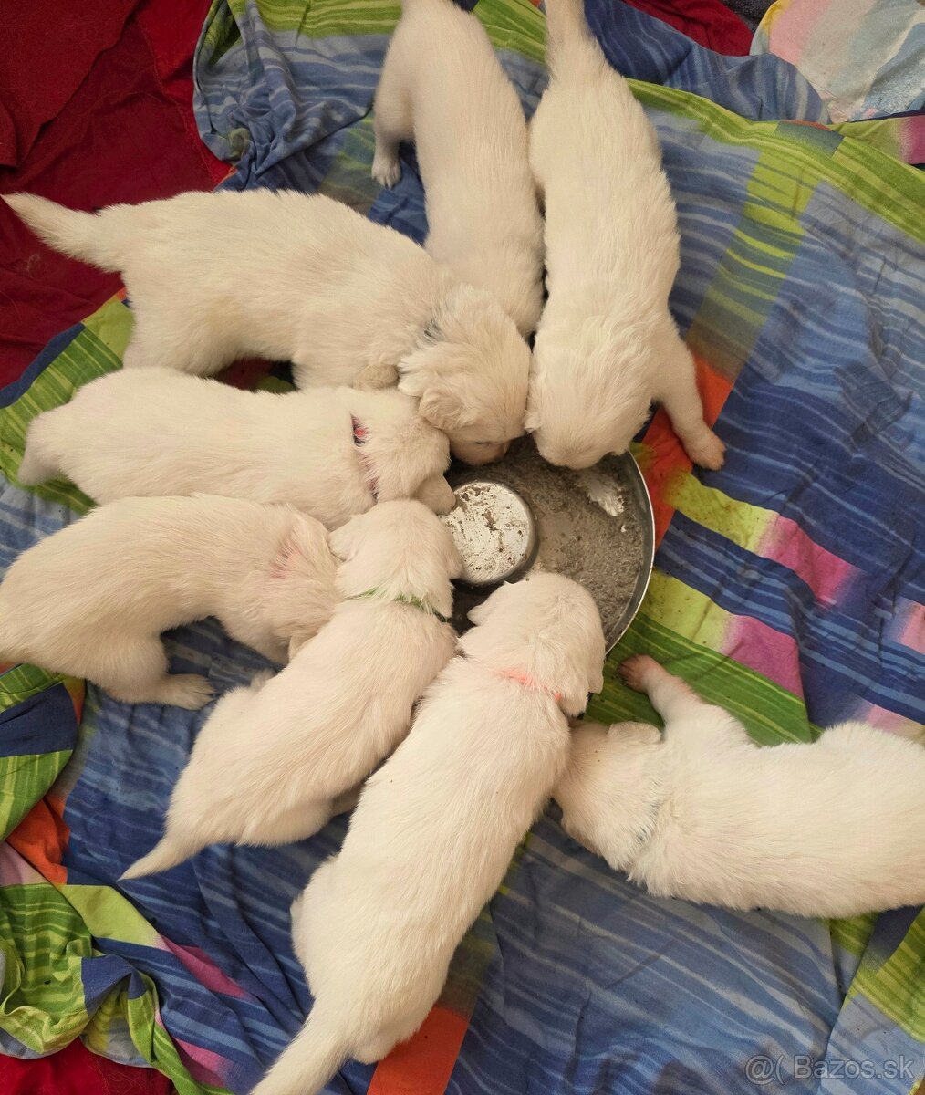 Slovenský čuvač s PP - 5